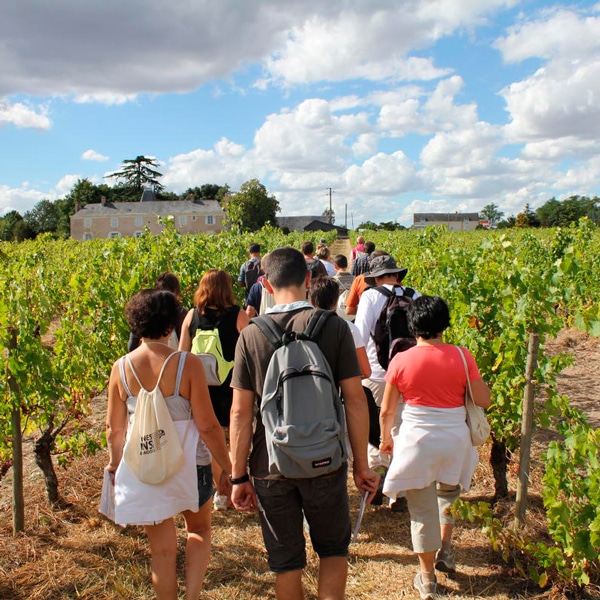 Vignes - Vins - Randonnée - Anjou tourisme - Gîte avec piscine - La Maison de Gabin & Augustin